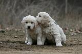 GOLDEN RETRIEVER 1130